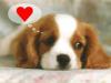 Image attachée: Saint_valentin2731wp5_1024.jpg