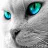 falcon007 Photo