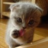 dDamn Photo