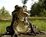 Grenouille Verte Photo