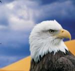l'aigle blanc