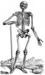 Anthropien