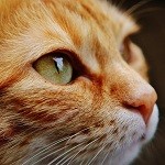 Nobody Anyone