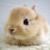 Tit Lapin Malin